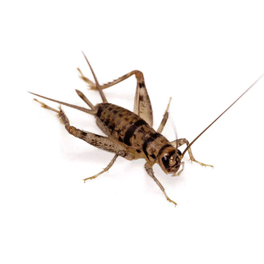Banded Cricket - 3000 count