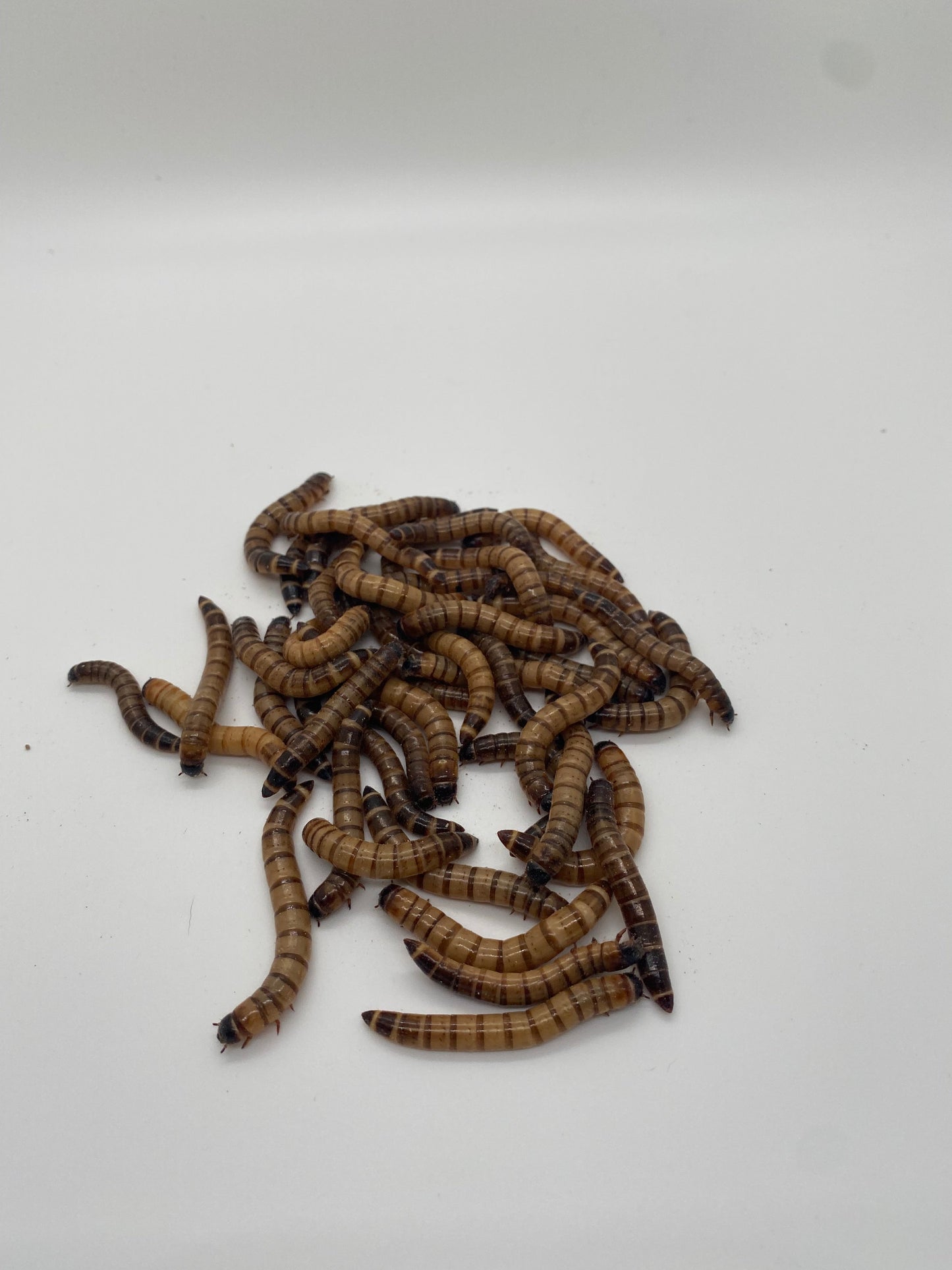 Live Superworms 50 count - Phat Jack Farms