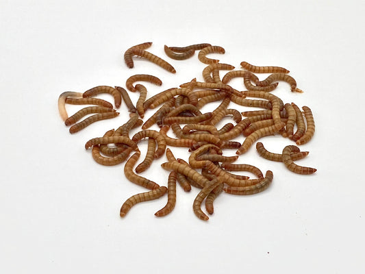 Live Mealworms 1000 count - Phat Jack Farms 