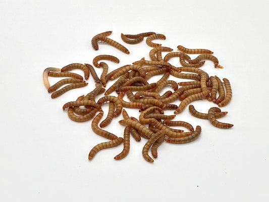 Live Mealworms 500 count - Phat Jack Farms 