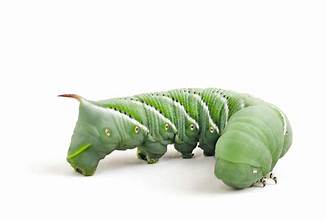 Hornworms - 25 count - Phat Jack Farms