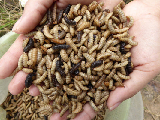 Black Soldier Fly Larvae - 250ct