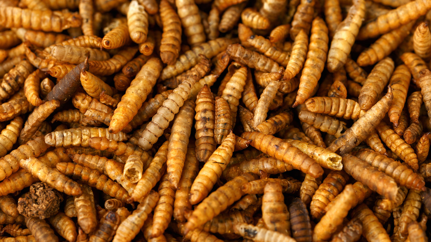 Dried Black Soldier Fly Larvae
